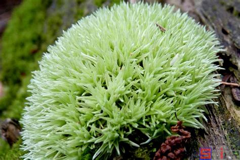 苔蘚介紹|苔藓植物